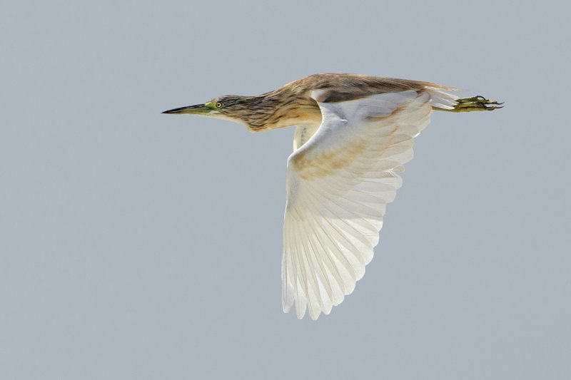 Squacco Heron (Ardeola ralloides) 