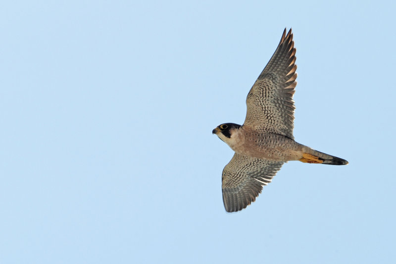 Peregrine Falcon (Falco peregrinus ssp.brookei)