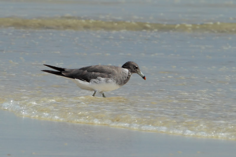 Sooty Gull (Larus hemprichii) 