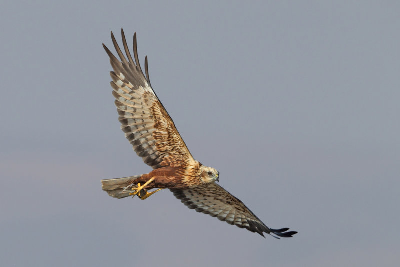 Gallery Marsh Harrier