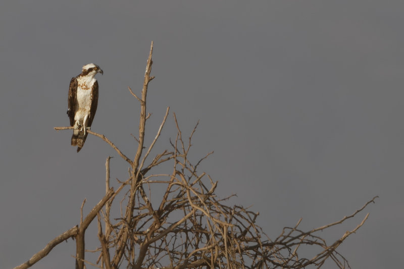 Osprey (Pandion haliaetus)