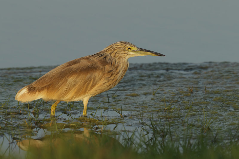 Squacco Heron (Ardeola ralloides) 