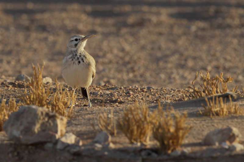 Hoopoe Lark (Alaemon alaudipes alaudipes)