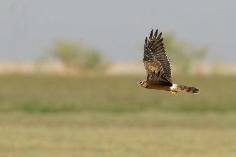 Montagu's Harrier (Circus pygargus) 