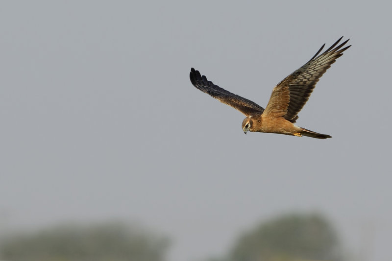 Montagu's Harrier (Circus pygargus) 