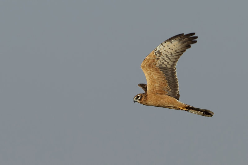 Montagu's Harrier (Circus pygargus) 