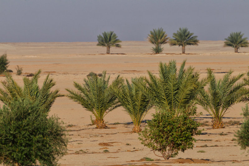 Around Al Baleed Farm