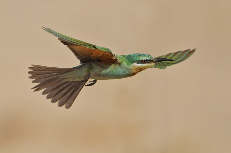 Blue-cheecked Bee-eater (Merops persicus) 