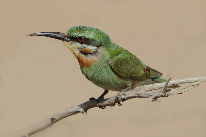 Blue-cheecked Bee-eater (Merops persicus) 