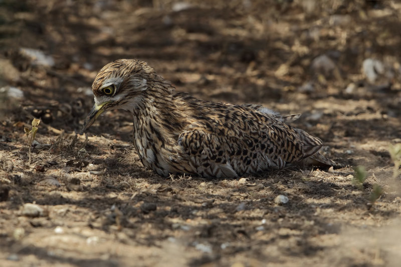 Spotted Thick-knee (Burhinus capensis ssp.dodsoni)