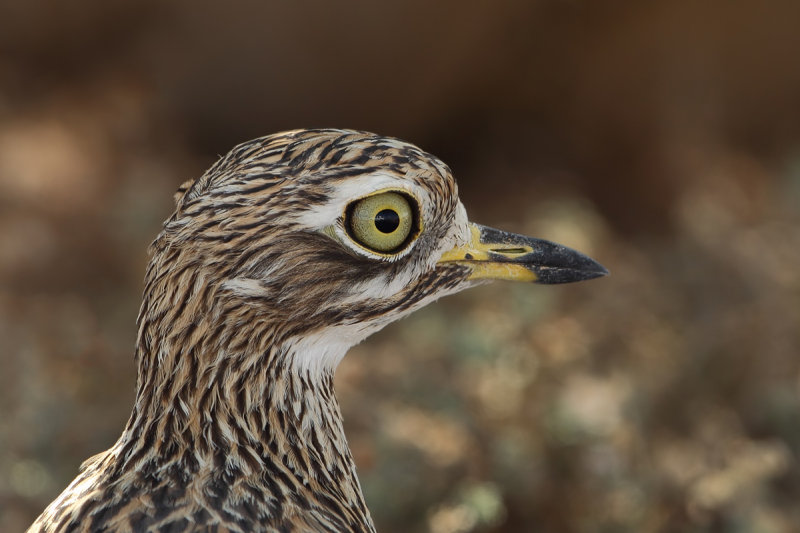 Spotted Thick-knee (Burhinus capensis ssp.dodsoni)
