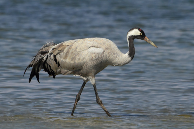Eurasian Crane (Grus grus)