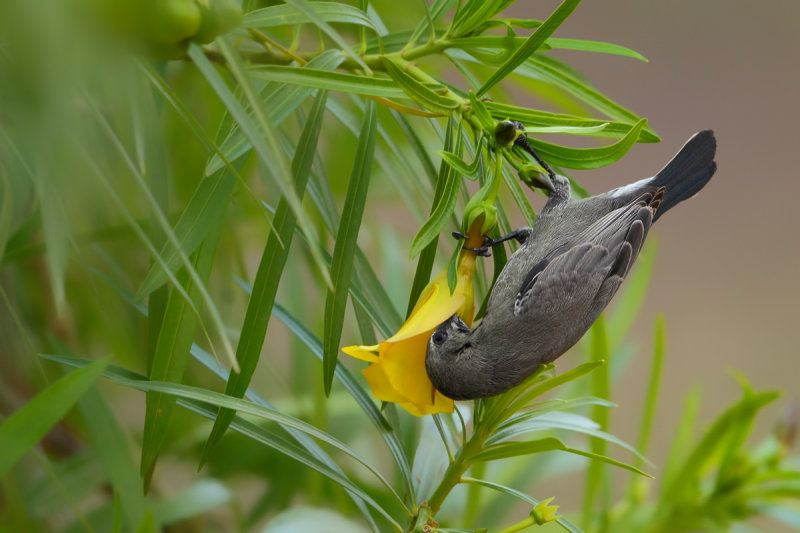 Arabian sunbird (Cinnyris hellmayri)