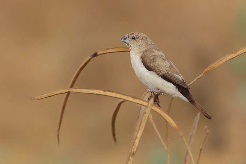 African Silverbill (Euodice cantans ssp orientalis)