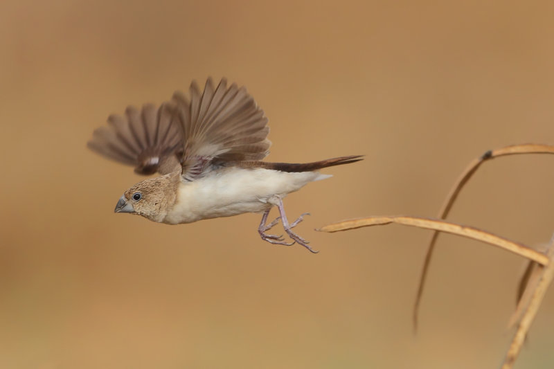 African Silverbill (Euodice cantans ssp orientalis)