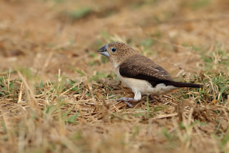 African Silverbill (Euodice cantans ssp orientalis)