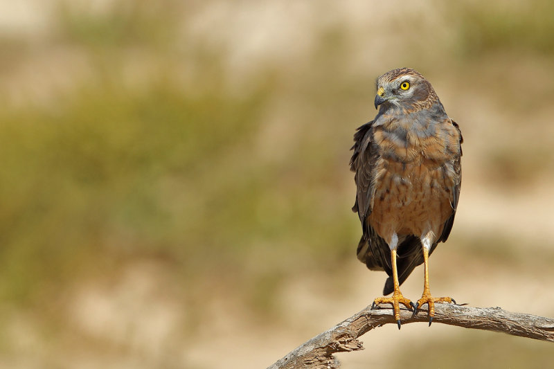 Montagu's Harrier (Circus pygargus)