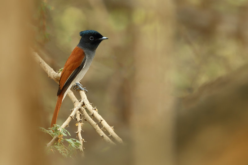 African Paradise Flycatcher (Terpsiphone viridis)