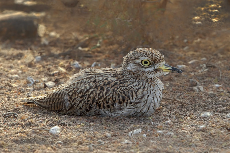 Spotted Thick-knee (Burhinus capensis ssp.dodsoni)