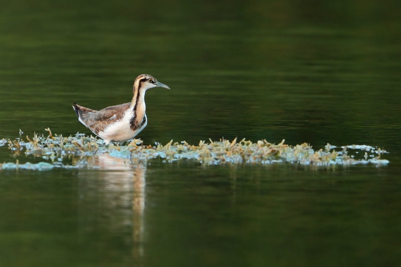 Pheasant-tailed Jacana (Hydrophasianus chirurgus)