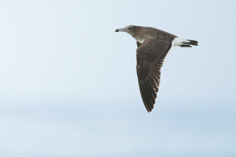 Sooty Gull (Ichthyaetus hemprichii) 