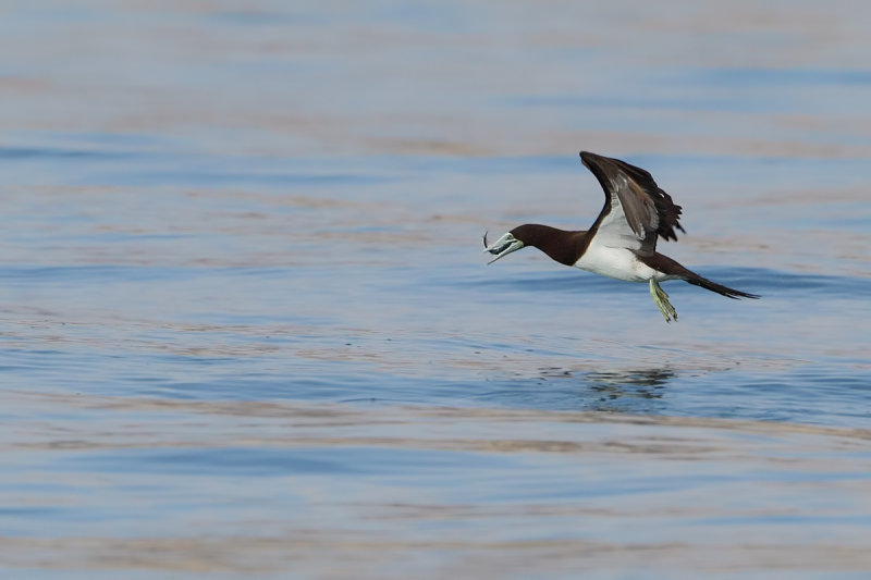 Brown Booby (Sula leucogaster)