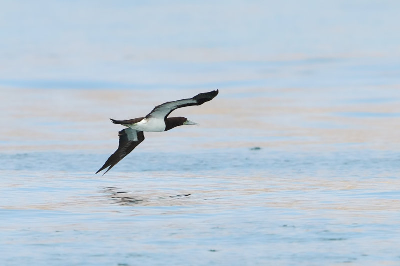 Brown Booby (Sula leucogaster)