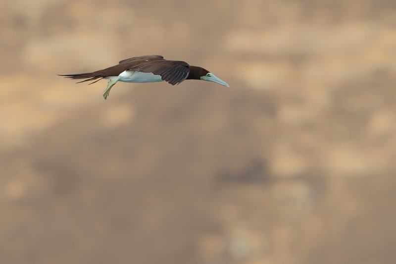 Gallery Brown Booby