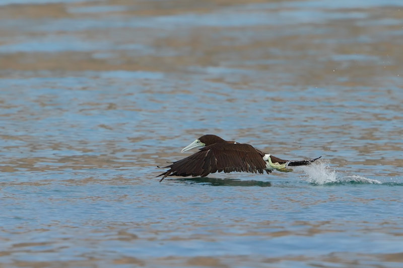 Brown Booby (Sula leucogaster)