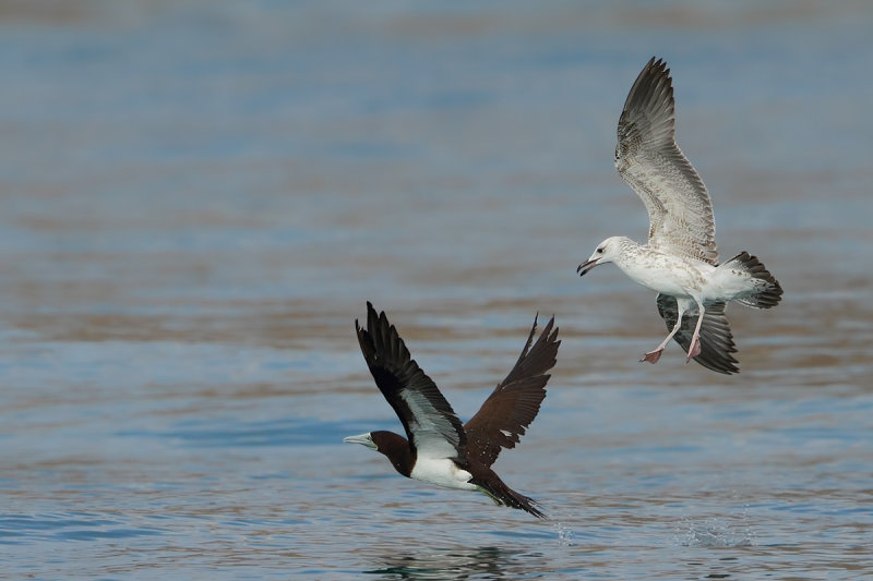 Brown Booby (Sula leucogaster)