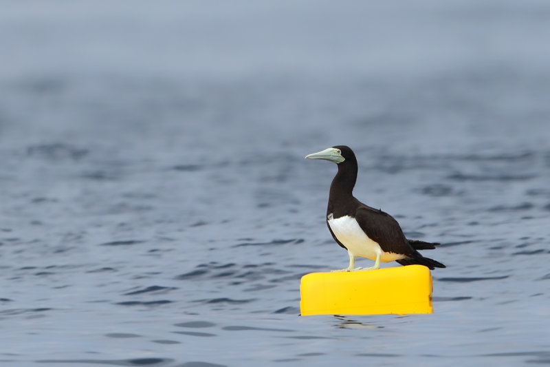 Brown Booby (Sula leucogaster)