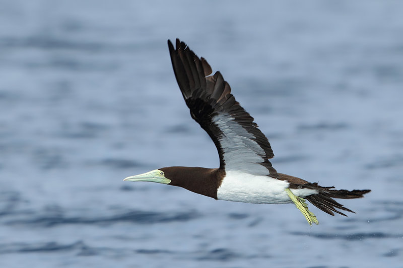 Gallery Brown Booby