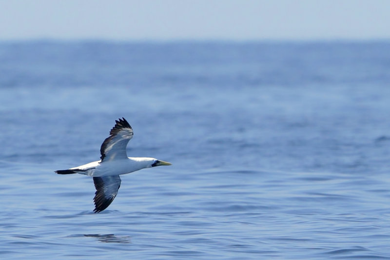 Masked Booby (Sula dactylatra) 