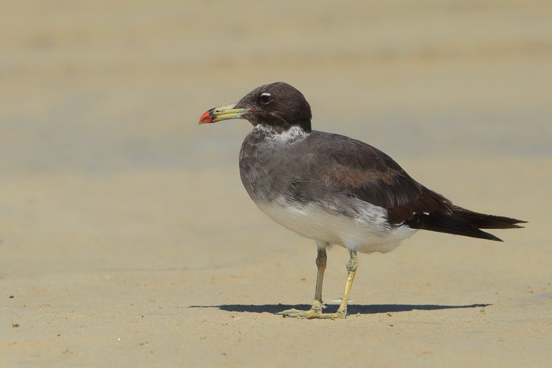 Sooty Gull (Ichthyaetus hemprichii) 