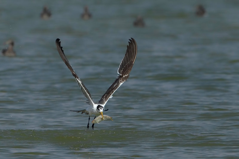 Greater Crested Tern (Thalasseus bergii)