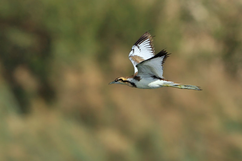 Pheasant-tailed Jacana (Hydrophasianus chirurgus)