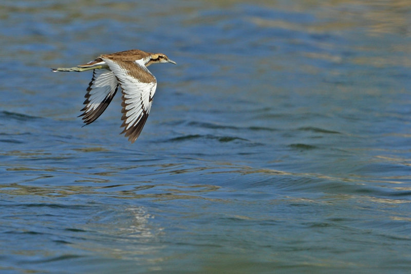 Pheasant-tailed Jacana (Hydrophasianus chirurgus)