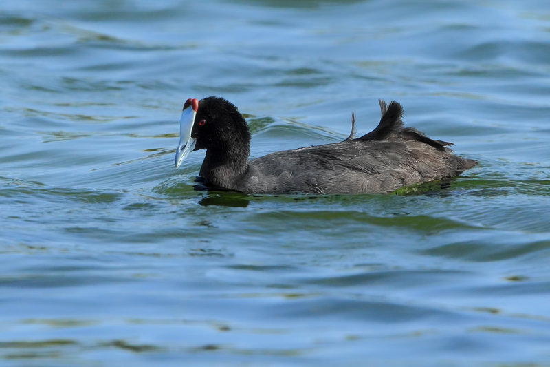 Red-knobbed Coot or Crested Coot, (Fulica cristata)