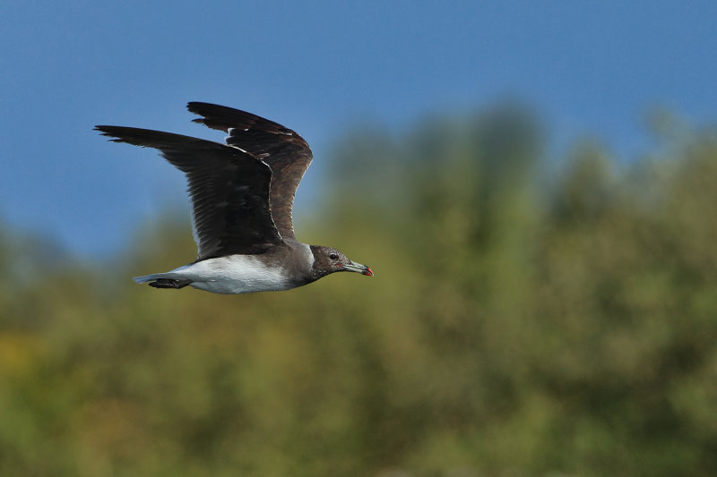 Sooty Gull (Ichthyaetus hemprichii) 