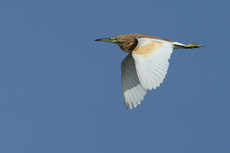 Squacco Heron (Ardeola ralloides)