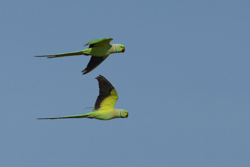 Rose-ringed Parakeet (Psittacula krameri)