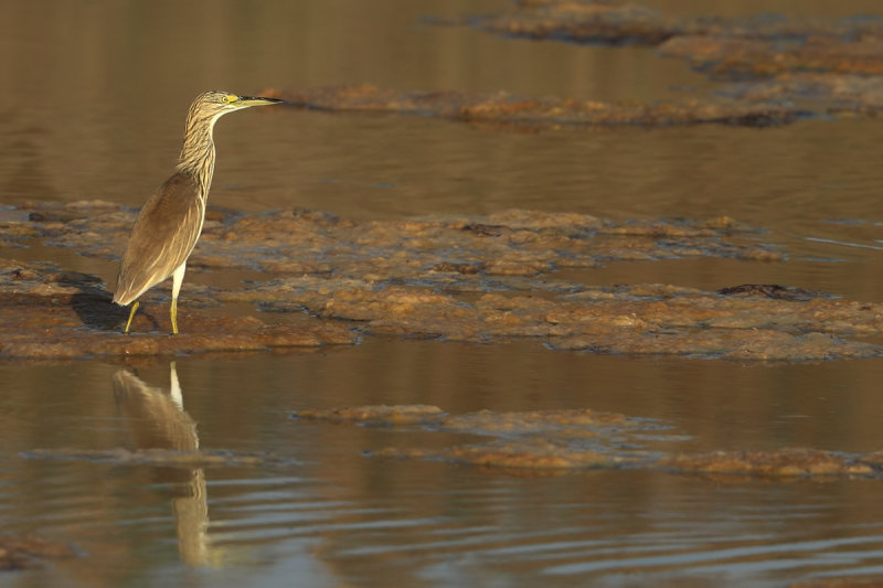Squacco Heron (Ardeola ralloides)