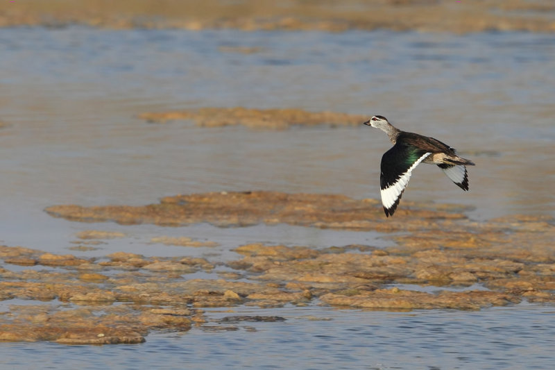 Cotton Pygmy Goose (Nettapus coromandelianus) 