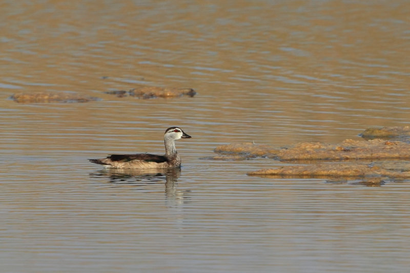 Cotton Pygmy Goose (Nettapus coromandelianus) 