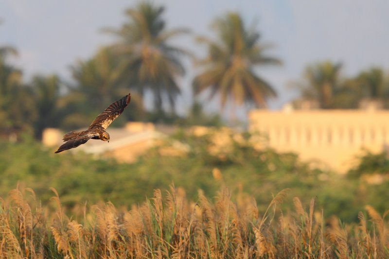 Western Marsh Harrier (Circus aeruginosus)