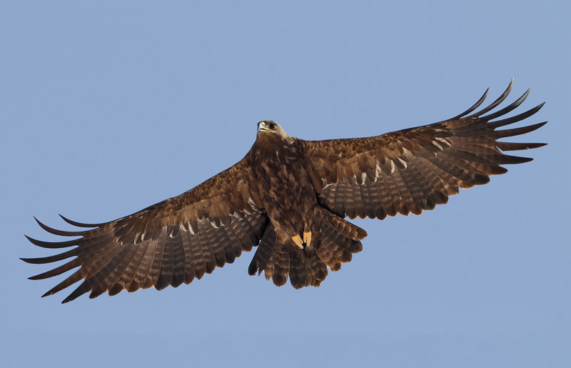 Steppe Eagle (Aquila nipalensis) 