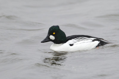 Gallery Goldeneye