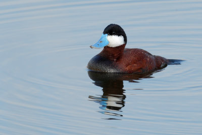 Gallery Ruddy Duck