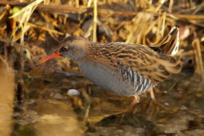 Gallery Water Rail