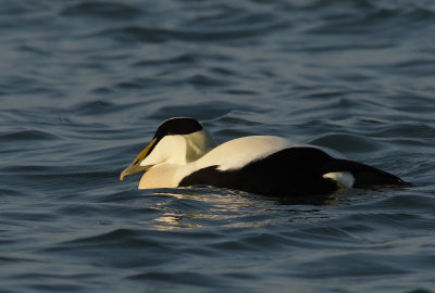 Gallery Common Eider